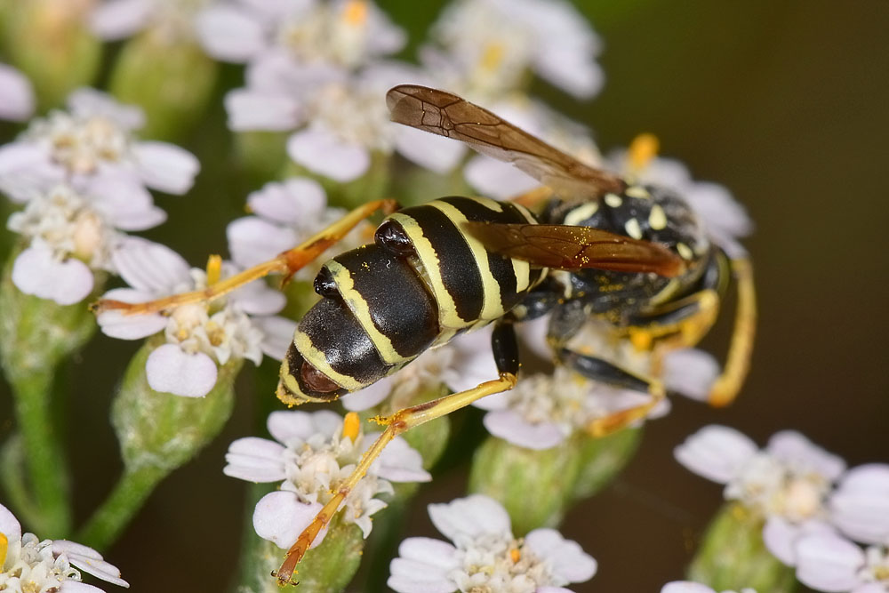 Polistes nimpha parassitizzata?